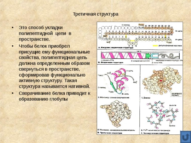Третичная структура Это способ укладки полипептидной цепи в пространстве. Чтобы белок приобрел присущие ему функциональные свойства, полипептидная цепь должна определенным образом свернуться в пространстве, сформировав функционально активную структуру. Такая структура называется нативной. Сворачивание белка приводит к образованию глобулы 