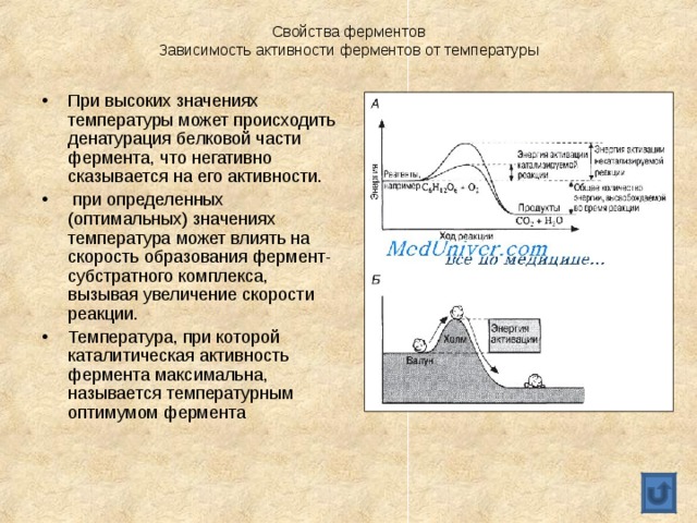 Свойства ферментов  Зависимость активности ферментов от температуры При высоких значениях температуры может происходить денатурация белковой части фермента, что негативно сказывается на его активности.  при определенных (оптимальных) значениях температура может влиять на скорость образования фермент-субстратного комплекса, вызывая увеличение скорости реакции. Температура, при которой каталитическая активность фермента максимальна, называется температурным оптимумом фермента 