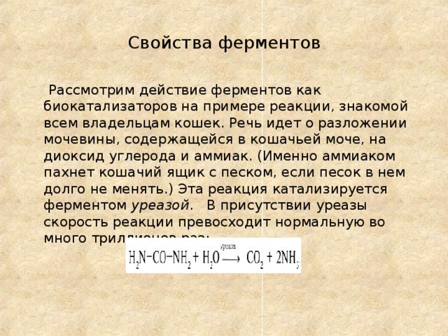 Свойства ферментов  Рассмотрим действие ферментов как биокатализаторов на примере реакции, знакомой всем владельцам кошек. Речь идет о разложении мочевины, содержащейся в кошачьей моче, на диоксид углерода и аммиак. (Именно аммиаком пахнет кошачий ящик с песком, если песок в нем долго не менять.) Эта реакция катализируется ферментом уреазой . В присутствии уреазы скорость реакции превосходит нормальную во много триллионов раз: 