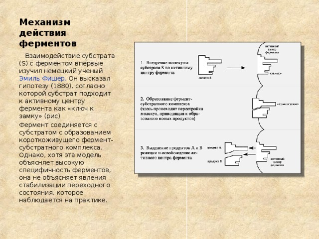 Механизм действия ферментов  Взаимодействие субстрата (S) c ферментом впервые изучил немецкий ученый Эмиль Фишер. Он высказал гипотезу (1880), согласно которой субстрат подходит к активному центру фермента как «ключ к замку» (рис) Фермент соединяется с субстратом с образованием короткоживущего фермент-субстратного комплекса. Однако, хотя эта модель объясняет высокую специфичность ферментов, она не объясняет явления стабилизации переходного состояния, которое наблюдается на практике. 