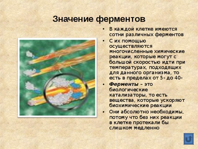 Значение ферментов В каждой клетке имеются сотни различных ферментов С их помощью осуществляются многочисленные химические реакции, которые могут с большой скоростью идти при температурах, подходящих для данного организма, то есть в пределах от 5 о до 40 о Ферменты – это биологические катализаторы, то есть вещества, которые ускоряют биохимические реакции Они абсолютно необходимы, потому что без них реакции в клетке протекали бы слишком медленно  