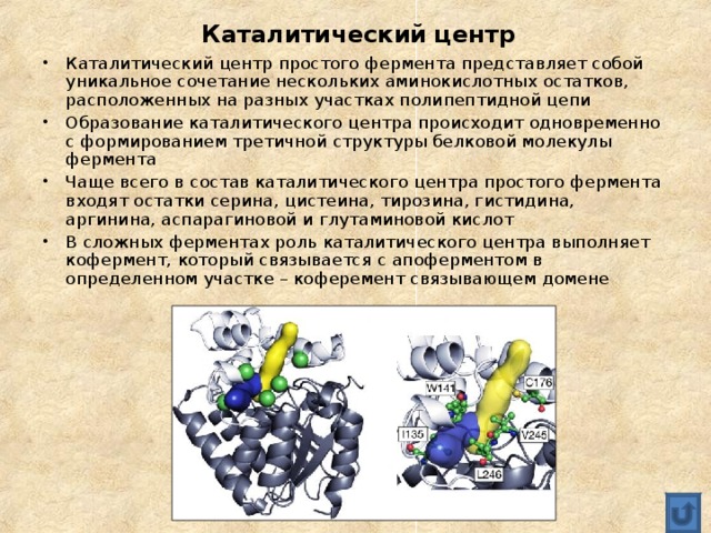 Каталитический центр Каталитический центр простого фермента представляет собой уникальное сочетание нескольких аминокислотных остатков, расположенных на разных участках полипептидной цепи Образование каталитического центра происходит одновременно с формированием третичной структуры белковой молекулы фермента Чаще всего в состав каталитического центра простого фермента входят остатки серина, цистеина, тирозина, гистидина, аргинина, аспарагиновой и глутаминовой кислот В сложных ферментах роль каталитического центра выполняет кофермент, который связывается с апоферментом в определенном участке – коферемент связывающем домене  