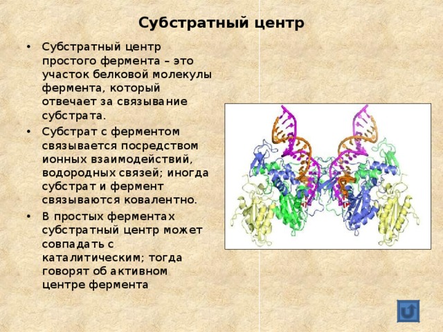 Субстратный центр Субстратный центр простого фермента – это участок белковой молекулы фермента, который отвечает за связывание субстрата. Субстрат с ферментом связывается посредством ионных взаимодействий, водородных связей; иногда субстрат и фермент связываются ковалентно. В простых ферментах субстратный центр может совпадать с каталитическим; тогда говорят об активном центре фермента 