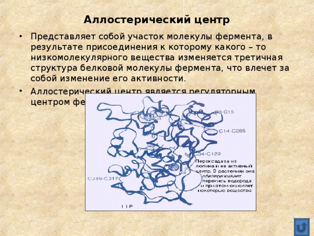 Аллостерический центр Представляет собой участок молекулы фермента, в результате присоединения к которому какого – то низкомолекулярного вещества изменяется третичная структура белковой молекулы фермента, что влечет за собой изменение его активности. Аллостерический центр является регуляторным центром фермента 