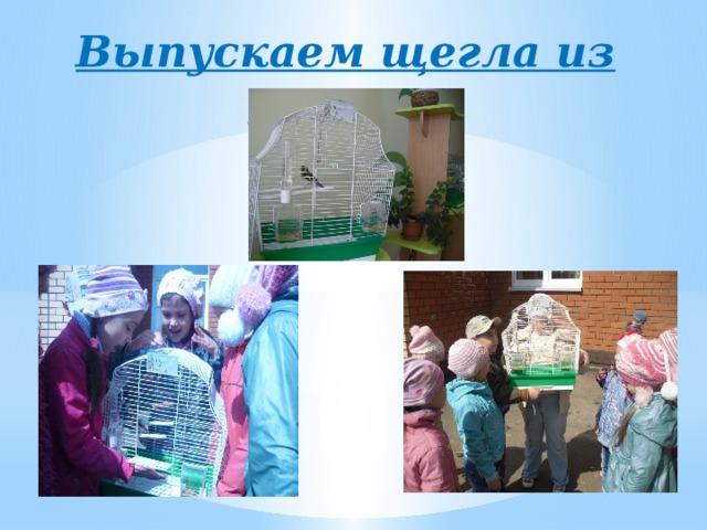 Выпускаем щегла из клетки 