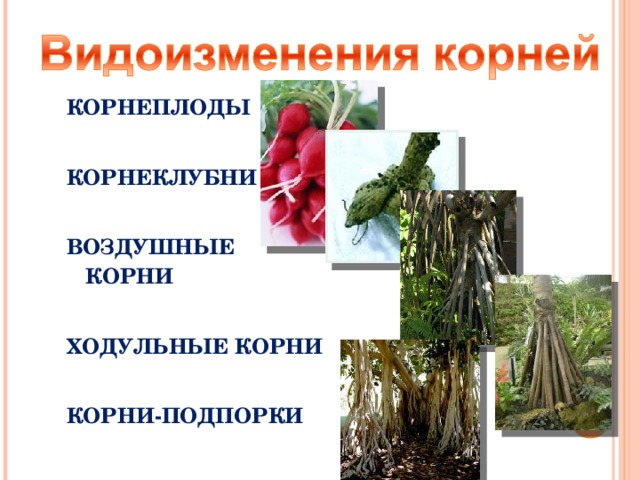 КОРНЕПЛОДЫ  КОРНЕКЛУБНИ  ВОЗДУШНЫЕ КОРНИ  ХОДУЛЬНЫЕ КОРНИ  КОРНИ-ПОДПОРКИ 