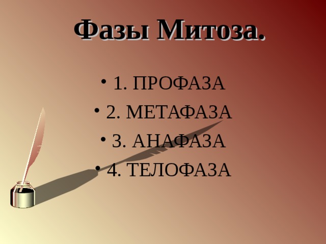 Фазы Митоза. 1. ПРОФАЗА 2. МЕТАФАЗА 3. АНАФАЗА 4. ТЕЛОФАЗА 