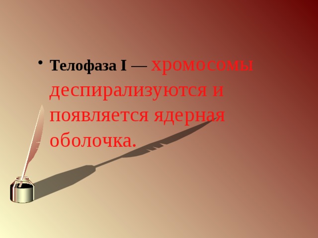 Телофаза I  — хромосомы деспирализуются и появляется ядерная оболочка. 