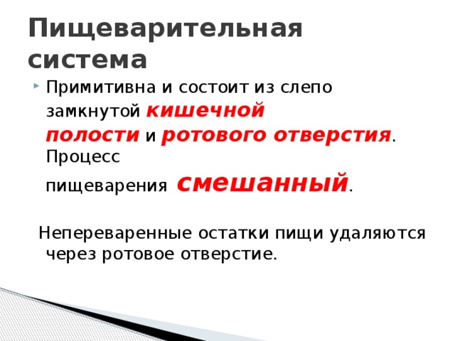 Пищеварительная система Примитивна и состоит из слепо замкнутой  кишечной полости  и  ротового отверстия . Процесс пищеварения   смешанный .    Непереваренные остатки пищи удаляются через ротовое отверстие. 