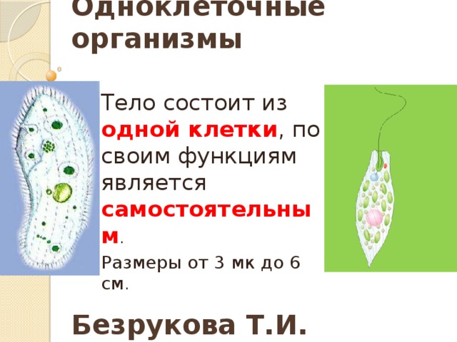 Одноклеточные организмы Тело состоит из одной клетки , по своим функциям является самостоятельным . Размеры от 3 мк до 6 см . Безрукова Т.И. 