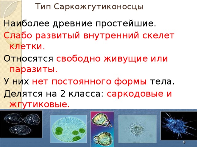 Тип Саркожгутиконосцы Наиболее древние простейшие. Слабо развитый внутренний скелет клетки. Относятся свободно живущие или паразиты. У них нет постоянного формы тела. Делятся на 2 класса: саркодовые и жгутиковые. 