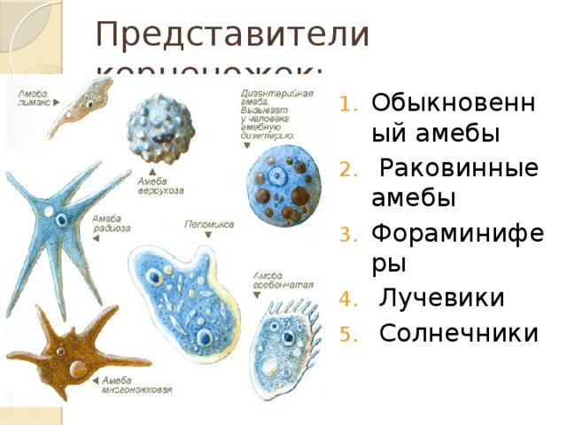 Представители корненожек: Обыкновенный амебы  Раковинные амебы Фораминиферы  Лучевики  Солнечники 