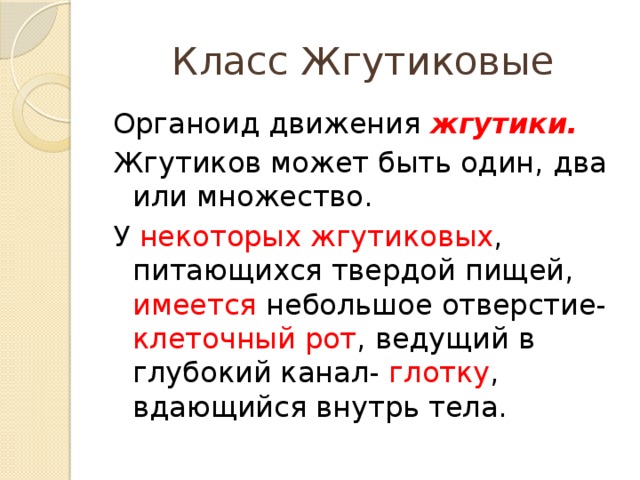 Класс Жгутиковые Органоид движения жгутики. Жгутиков может быть один, два или множество. У некоторых жгутиковых , питающихся твердой пищей, имеется небольшое отверстие- клеточный рот , ведущий в глубокий канал- глотку , вдающийся внутрь тела. 
