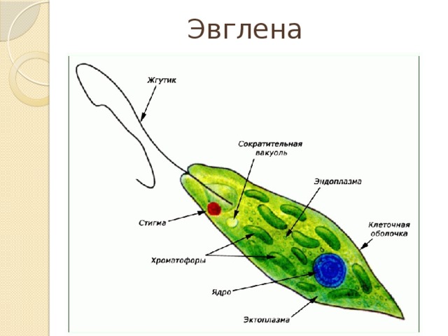 Эвглена 