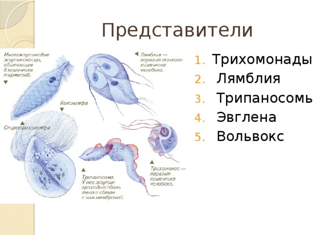 Представители Трихомонады  Лямблия  Трипаносомы  Эвглена  Вольвокс 