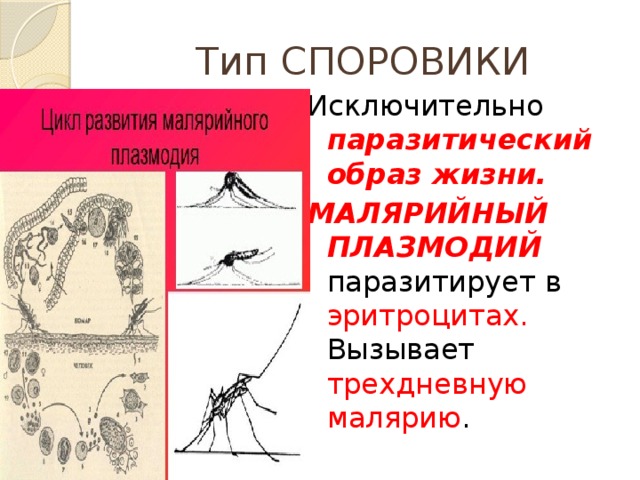 Тип СПОРОВИКИ Исключительно паразитический образ жизни.  МАЛЯРИЙНЫЙ ПЛАЗМОДИЙ паразитирует в эритроцитах. Вызывает трехдневную малярию . 
