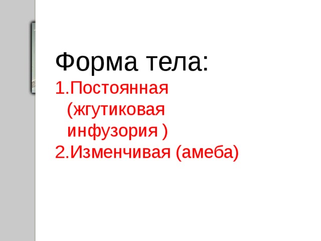 Форма тела: Постоянная (жгутиковая инфузория ) Изменчивая (амеба) . 