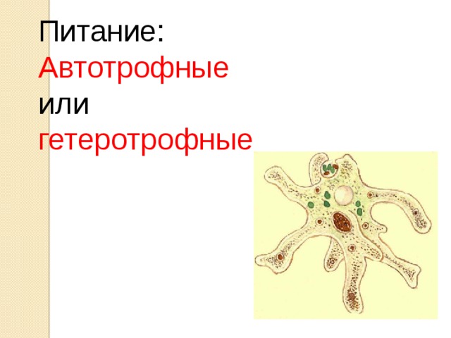 Питание: Автотрофные или гетеротрофные  