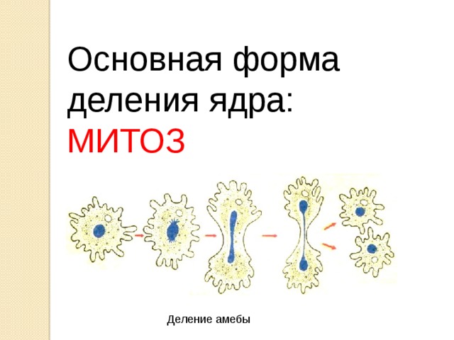 Основная форма деления ядра: МИТОЗ Деление амебы 