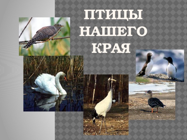 Птицы нашего края  