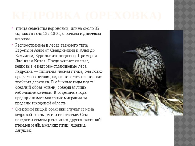 Кедровка (ореховка)  птица семейства вороновых, длина около 35 см; масса тела 125-190 г, с тонким и длинным клювом. Распространена в лесах таежного типа Европы и Азии от Скандинавии и Альп до Камчатки, Курильских островов, Приморья, Японии и Китая. Предпочитает еловые, кедровые и кедрово-стланиковые леса. Кедровка — типичная лесная птица, она ловко прыгает по ветвям, подвешивается на шишках хвойных деревьев. В обычные годы ведет оседлый образ жизни, совершая лишь небольшие кочевки. В отдельные годы предпринимает массовые миграции за пределы гнездовой области. Основной пищей ореховки служат семена кедровой сосны, ели и насекомые. Она поедает и семена различных других растений, птенцов и яйца мелких птиц, ящериц, лягушек. 