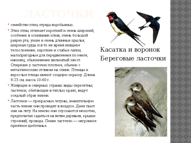  ласточки семейство птиц отряда воробьиных. Этих птиц отличает короткий и очень широкий, особенно в основании клюв, очень большой разрез рта, узкие и очень длинные крылья, широкая грудь и в то же время изящное телосложение, короткие и слабые лапки, малопригодные для передвижения по земле, наконец, обыкновенно вильчатый хвост. Оперение у ласточек плотное, обычно с металлическим отливом на спине. Птенцы и взрослые птицы имеют сходную окраску. Длина 9-23 см, масса 10-60 г. Живущие в северных странах виды перелетны; ласточки, обитающие в теплых краях, ведут оседлый образ жизни. Ласточки — прекрасные летуны, значительную часть жизни они проводят в воздухе. Даже пьют они на лету. На землю они спускаются неохотно, предпочитая садиться на ветви деревьев, крыши строений, провода. Пение ласточек — негромкое приятное щебетанье. Касатка и воронок Береговые ласточки 