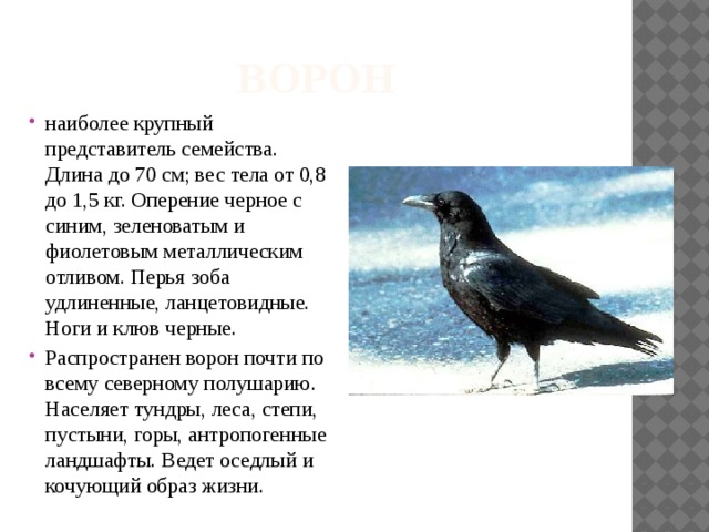 Ворон наиболее крупный представитель семейства. Длина до 70 см; вес тела от 0,8 до 1,5 кг. Оперение черное с синим, зеленоватым и фиолетовым металлическим отливом. Перья зоба удлиненные, ланцетовидные. Ноги и клюв черные. Распространен ворон почти по всему северному полушарию. Населяет тундры, леса, степи, пустыни, горы, антропогенные ландшафты. Ведет оседлый и кочующий образ жизни. 