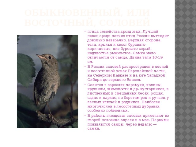 Обыкновенный, или восточный, соловей птица семейства дроздовых. Лучший певец среди певчих птиц России выглядит довольно невзрачно. Верхняя сторона тела, крылья и хвост буровато-коричневые, низ буровато-серый, надхвостье рыжеватое. Самка мало отличается от самца. Длина тела 16-19 см. В России соловей распространен в лесной и лесостепной зонах Европейской части, на Северном Кавказе и на юге Западной Сибири до верхнего Енисея. Селится в зарослях черемухи, калины, крушины, жимолости и др. кустарников, в лиственных и смешанных лесах, рощах, садах и парках, по берегам рек и ручьев, у лесных ключей и родников. Наиболее многочислен в лесостепных дубравах, особенно пойменных. В районы гнездовья соловьи прилетают во второй половине апреля и в мае. Первыми появляются самцы, через неделю — самки. 