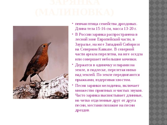 Зарянка (малиновка) певчая птица семейства дроздовых. Длина тела 15-16 см, масса 13-20 г. В России зарянка распространена в лесной зоне Европейской части, в Зауралье, на юге Западной Сибири и на Северном Кавказе. В северной части ареала перелетна, на юге оседла или совершает небольшие кочевки. Держатся в одиночку и парами на земле, в подлеске, перелетая низко над землей. По земле передвигаются прыжками, вздергивая хвостом. Песня зарянки мелодична, включает множество приятных и чистых звуков. Часто зарянка высвистывает длинные, но четко отделенные друг от друга песни, местами похожие на песни дроздов . 