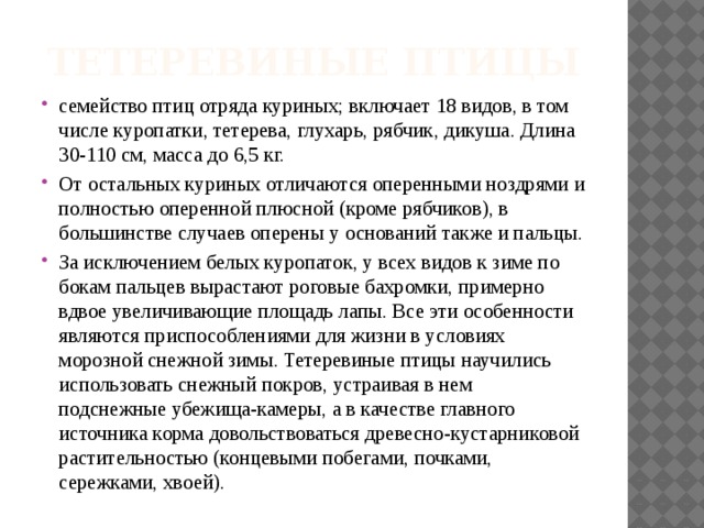 ТЕТЕРЕВИНЫЕ ПТИЦЫ семейство птиц отряда куриных; включает 18 видов, в том числе куропатки, тетерева, глухарь, рябчик, дикуша. Длина 30-110 см, масса до 6,5 кг. От остальных куриных отличаются оперенными ноздрями и полностью оперенной плюсной (кроме рябчиков), в большинстве случаев оперены у оснований также и пальцы. За исключением белых куропаток, у всех видов к зиме по бокам пальцев вырастают роговые бахромки, примерно вдвое увеличивающие площадь лапы. Все эти особенности являются приспособлениями для жизни в условиях морозной снежной зимы. Тетеревиные птицы научились использовать снежный покров, устраивая в нем подснежные убежища-камеры, а в качестве главного источника корма довольствоваться древесно-кустарниковой растительностью (концевыми побегами, почками, сережками, хвоей). 