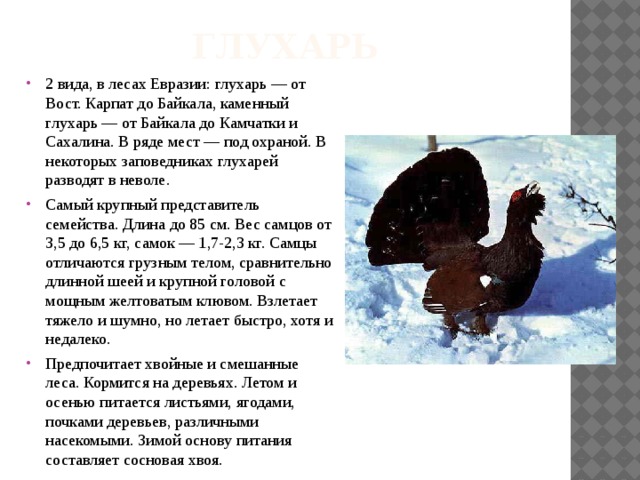 глухарь 2 вида, в лесах Евразии: глухарь — от Вост. Карпат до Байкала, каменный глухарь — от Байкала до Камчатки и Сахалина. В ряде мест — под охраной. В некоторых заповедниках глухарей разводят в неволе.  Самый крупный представитель семейства. Длина до 85 см. Вес самцов от 3,5 до 6,5 кг, самок — 1,7-2,3 кг. Самцы отличаются грузным телом, сравнительно длинной шеей и крупной головой с мощным желтоватым клювом. Взлетает тяжело и шумно, но летает быстро, хотя и недалеко. Предпочитает хвойные и смешанные леса. Кормится на деревьях. Летом и осенью питается листьями, ягодами, почками деревьев, различными насекомыми. Зимой основу питания составляет сосновая хвоя. 