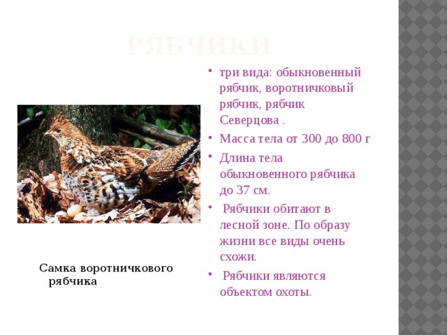 рябчики три вида: обыкновенный рябчик, воротничковый рябчик, рябчик Северцова . Масса тела от 300 до 800 г Длина тела обыкновенного рябчика до 37 см.  Рябчики обитают в лесной зоне. По образу жизни все виды очень схожи.  Рябчики являются объектом охоты. Самка воротничкового рябчика 