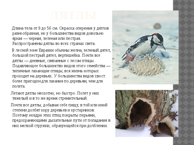  Дятлы  Длина тела от 9 до 56 см. Окраска оперения у дятлов разнообразная, но у большинства видов довольно яркая — черная, зеленая или пестрая. Распространены дятлы во всех странах света.  В лесной зоне Евразии обычны желна, зеленый дятел, большой пестрый дятел, вертишейка. Почти все дятлы — дневные, связанные с лесом птицы. Подавляющее большинство видов этого семейства — типичные лазающие птицы, вся жизнь которых проходит на деревьях. У большинства видов хвост более пригоден для лазания по деревьям, чем для полета.  Летают дятлы неохотно, но быстро. Полет у них тяжелый и в то же время стремительный.  Почти все дятлы, добывая себе пищу, в той или иной степени долбят кору деревьев и кустарников. Поэтому ноздри этих птиц покрыты перьями, предохраняющими дыхательные пути от попадания в них мелкой стружки, образующейся при долблении. 