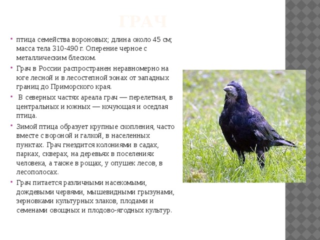 грач птица семейства вороновых; длина около 45 см; масса тела 310-490 г. Оперение черное с металлическим блеском. Грач в России распространен неравномерно на юге лесной и в лесостепной зонах от западных границ до Приморского края.  В северных частях ареала грач — перелетная, в центральных и южных — кочующая и оседлая птица. Зимой птица образует крупные скопления, часто вместе с вороной и галкой, в населенных пунктах. Грач гнездится колониями в садах, парках, скверах, на деревьях в поселениях человека, а также в рощах, у опушек лесов, в лесополосах. Грач питается различными насекомыми, дождевыми червями, мышевидными грызунами, зерновками культурных злаков, плодами и семенами овощных и плодово-ягодных культур. 