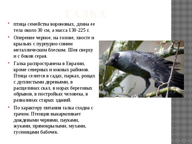 галка птица семейства вороновых, длина ее тела около 30 см, а масса 130-225 г. Оперение черное, на голове, хвосте и крыльях с пурпурно-синим металлическим блеском. Шея сверху и с боков серая. Галка распространена в Евразии, кроме северных и южных районов. Птица селится в садах, парках, рощах с дуплистыми деревьями, в расщелинах скал, в норах береговых обрывов, в постройках человека, в развалинах старых зданий. По характеру питания галка сходна с грачом. Птенцов выкармливает дождевыми червями, пауками, жуками, прямокрылыми, мухами, гусеницами бабочек. 