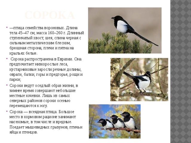  сорока — птица семейства вороновых. Длина тела 45–47 см, масса 160–260 г. Длинный ступенчатый хвост, шея, спина черная с сильным металлическим блеском, брюшная сторона, плечи и пятна на крыльях белые.  Сорока распространена в Евразии. Она предпочитает низкорослые леса, кустарниковые заросли речные долины, овраги, балки, горы и предгорья, рощи и парки; Сороки ведут оседлый образ жизни, в зимнее время совершают небольшие местные кочевки. Лишь из самых северных районов сороки осенью перемещаются к югу. Сорока — всеядная птица. Большое место в кормовом рационе занимают насекомые, в том числе и вредные. Поедает мышевидных грызунов, птичьи яйца и птенцов. 