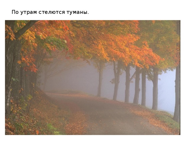 По утрам стелются туманы. 