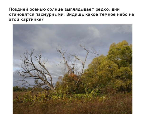 Поздней осенью солнце выглядывает редко, дни становятся пасмурными. Видишь какое темное небо на этой картинке? 