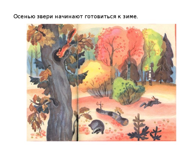 Осенью звери начинают готовиться к зиме. 