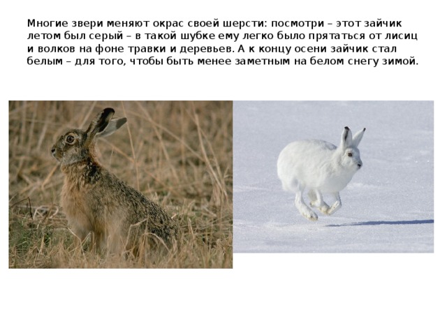 Многие звери меняют окрас своей шерсти: посмотри – этот зайчик летом был серый – в такой шубке ему легко было прятаться от лисиц и волков на фоне травки и деревьев. А к концу осени зайчик стал белым – для того, чтобы быть менее заметным на белом снегу зимой. 