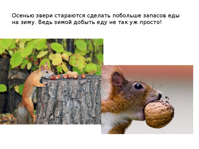 Осенью звери стараются сделать побольше запасов еды на зиму. Ведь зимой добыть еду не так уж просто! 
