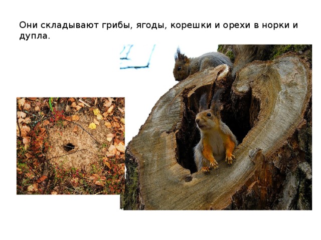 Они складывают грибы, ягоды, корешки и орехи в норки и дупла. 