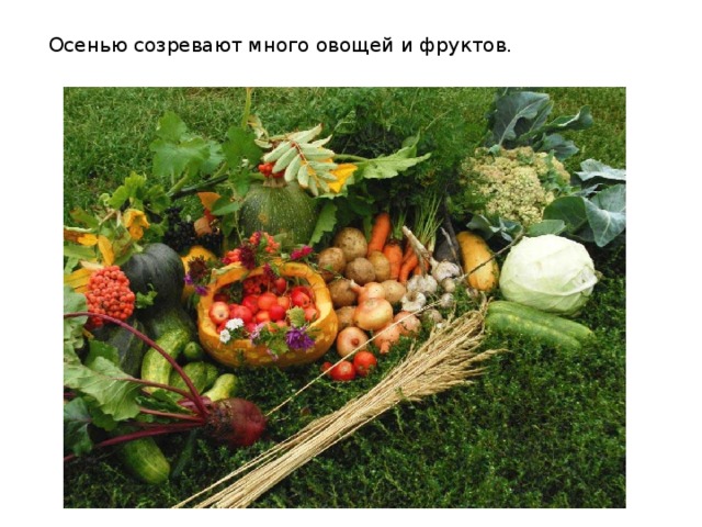 Осенью созревают много овощей и фруктов. 