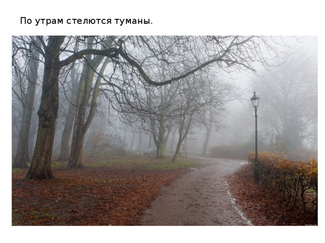 По утрам стелются туманы. 
