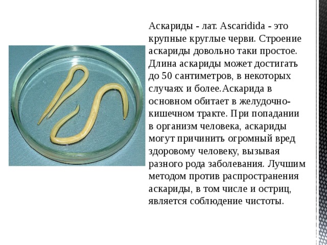 Аскариды - лат. Ascaridida - это крупные круглые черви. Строение аскариды довольно таки простое. Длина аскариды может достигать до 50 сантиметров, в некоторых случаях и более.Аскарида в основном обитает в желудочно-кишечном тракте. При попадании в организм человека, аскариды могут причинить огромный вред здоровому человеку, вызывая разного рода заболевания. Лучшим методом против распространения аскариды, в том числе и остриц, является соблюдение чистоты. 