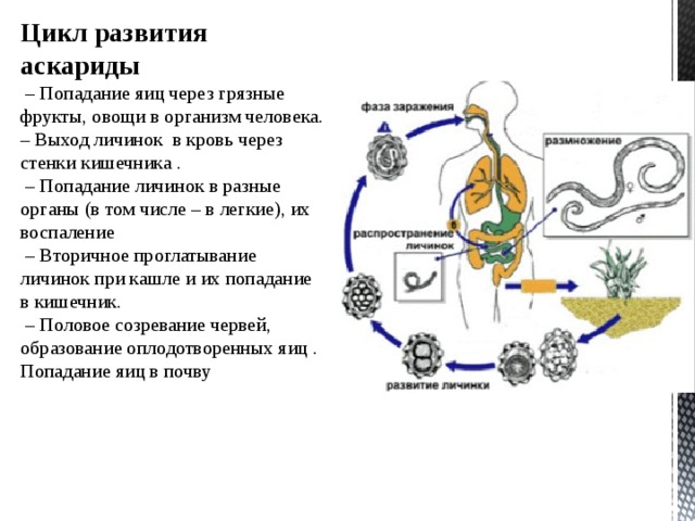 Цикл развития аскариды – Попадание яиц через грязные фрукты, овощи в организм человека. – Выход личинок в кровь через стенки кишечника . – Попадание личинок в разные органы (в том числе – в легкие), их воспаление – Вторичное проглатывание личинок при кашле и их попадание в кишечник. – Половое созревание червей, образование оплодотворенных яиц . Попадание яиц в почву 