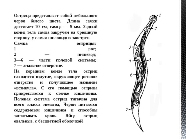 Острица представляет собой небольшого червя белого цвета. Длина самки достигает 10 см, самца — 5 мм. Задний конец тела самца закручен на брюшную сторону, у самки шиловидно заострен. Самка острицы:    1 — рот;   2 — пищевод;   3—6 — части половой системы;   7 — анальное отверстие. На переднем конце тела остриц находится вздутие, окружающее ротовое отверстие и получившее название «везикула». С его помощью острица прикрепляется к стенке кишечника. Половая система остриц типична для всего класса нематод. Черви питаются содержимым кишечника и способны заглатывать кровь. Яйца остриц овальные, с бесцветной оболочкой. 
