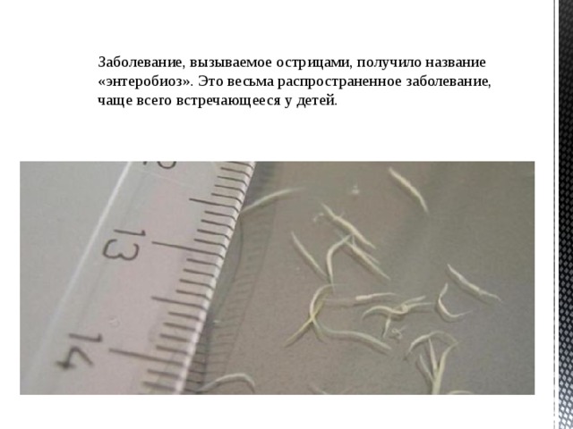 Заболевание, вызываемое острицами, получило название «энтеробиоз». Это весьма распространенное заболевание, чаще всего встречающееся у детей. 