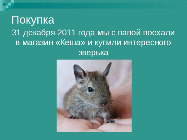 Покупка 31 декабря 2011 года мы с папой поехали в магазин «Кеша» и купили интересного зверька 