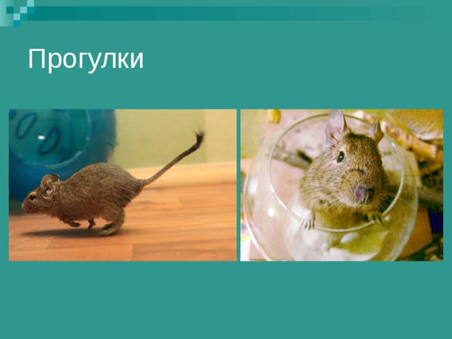 Прогулки 